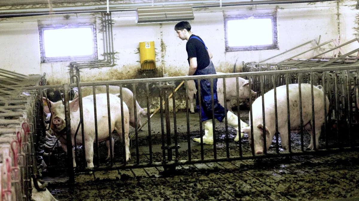 Flere unge skal kunne komme ind i landbruget for at sikre generationsskiftet. Arkivfoto