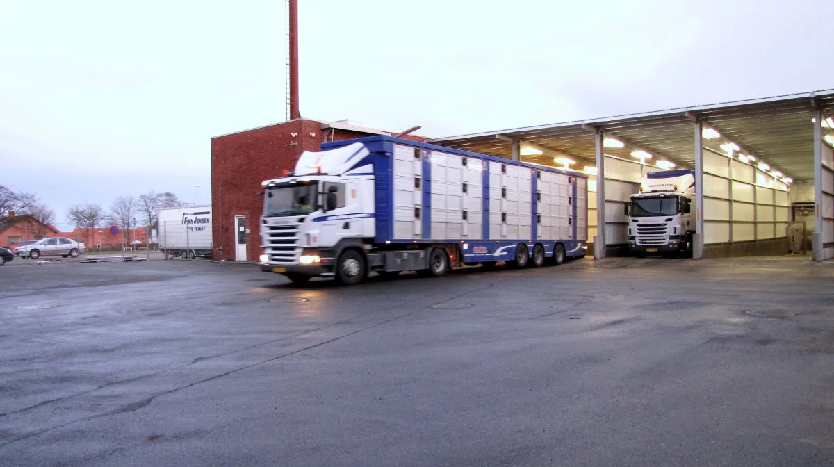 Tyskland importerede i 2022 omkring 10 millioner levende svin. Heraf knap 2 millioner smågrise fra Danmark og godt 3 millioner fra Holland. Importen fra Belgien er steget i 1. halvår af i år og omfatter primært slagtesvin. Arkivfoto