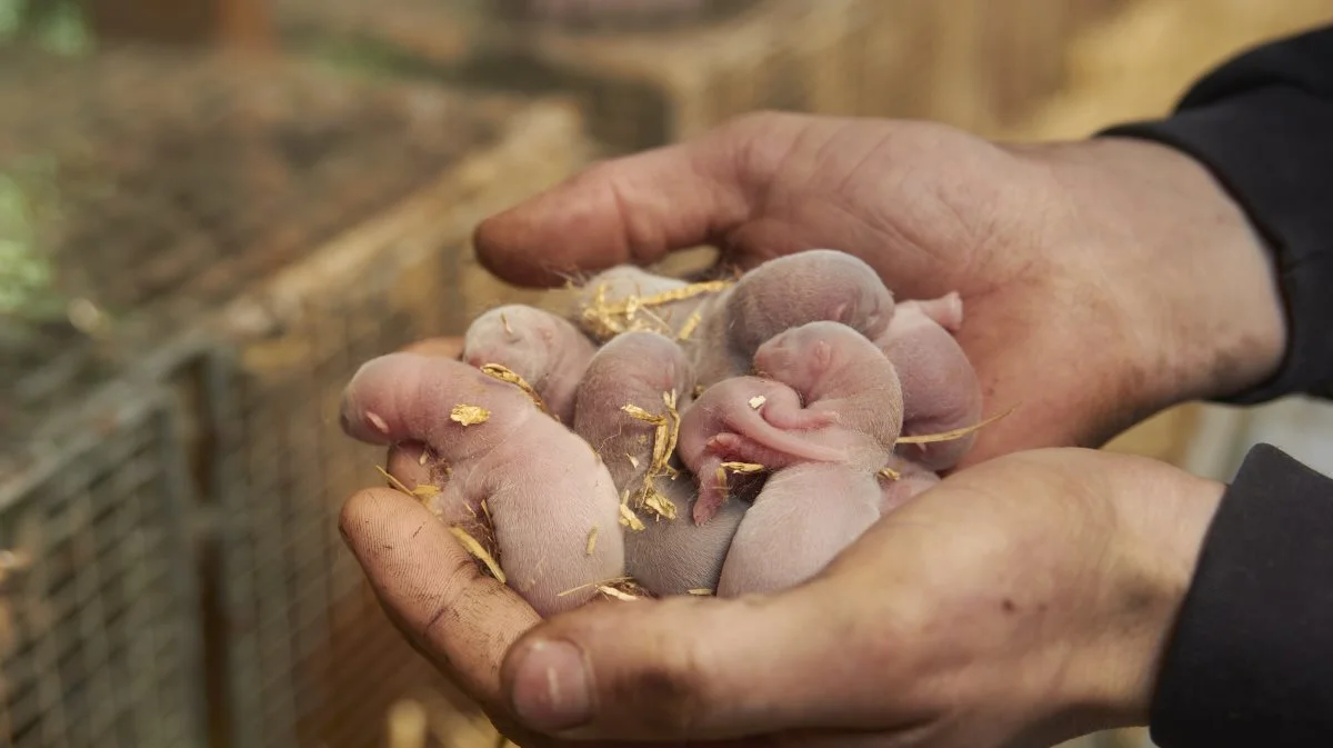 Der har været gode hvalperesultater fra det første kuld mink efter genåbningen af erhvervet, og nu er der udsigt til, at der kommer flere mink i avl i Danmark. Billedet her stammer fra Vibæk Mink udenfor Fjerritslev, hvor der kom 12.000 hvalpe ud af godt 2.000 tæver. Foto: Tenna Bang