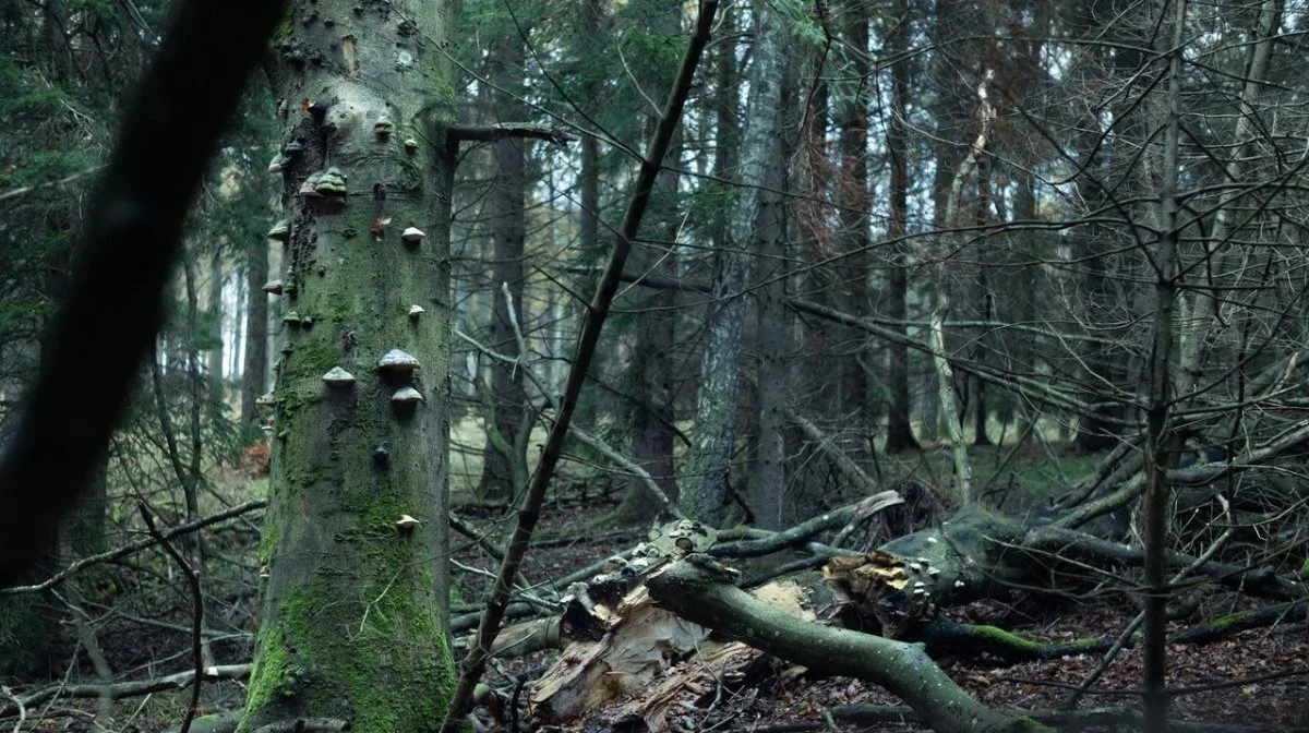 Der er udsigt til mere urørt skov i Danmark i fremtiden. Foto: Naturstyrelsen