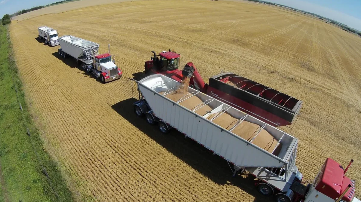 Et kig fra helikopteren over hvedehøsten. Det er farmens egne trucks, som sneglevognen er ved at læsse. Foto: Scott McAllister