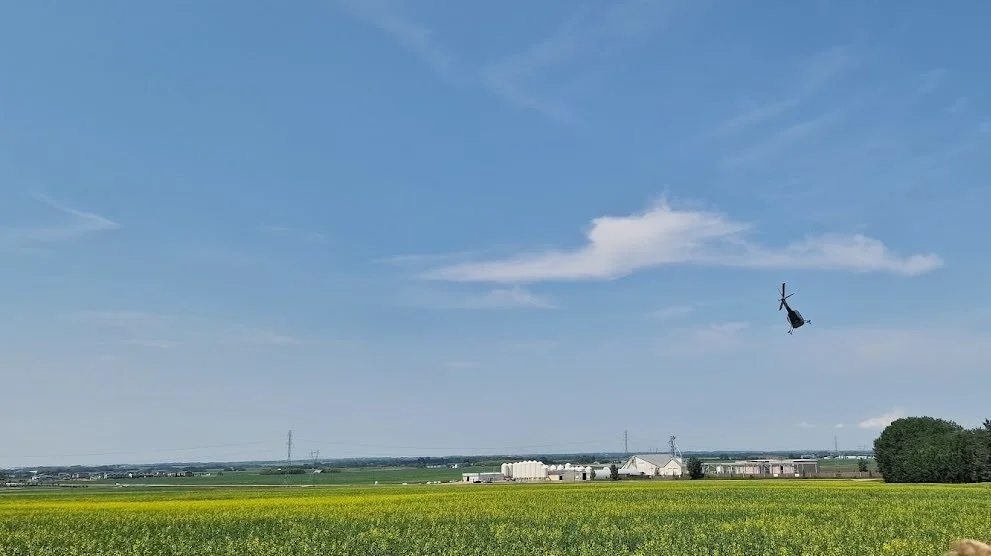 Da Effektivt Landbrug er på besøg i starten af juli, er rapsmarkerne først ved at gå i blomst. Her overflyver Wade McAllister farmens rapsmarker i helikopteren til ære for besøget fra Danmark.