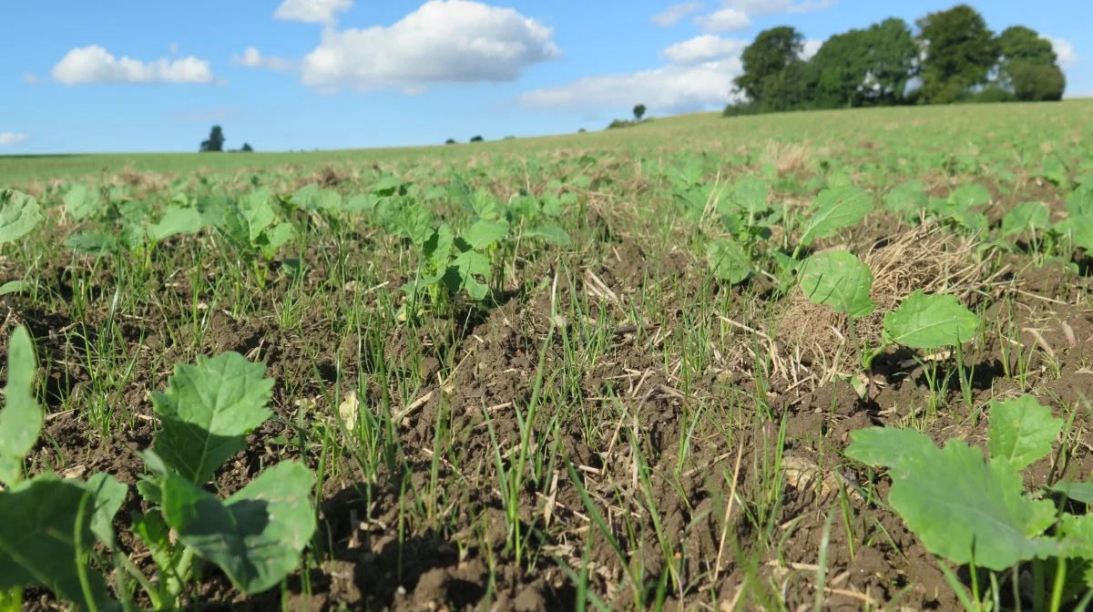 BASF anbefaler at anvende 0,75 – 1,0 l/ha til bekæmpelse af spildkorn og senere, når rapsen har cirka tre blade, en behandling med Focus Ultra med 0,75 – 1,0 l/ha mod græsukrudt. Foto: BASF