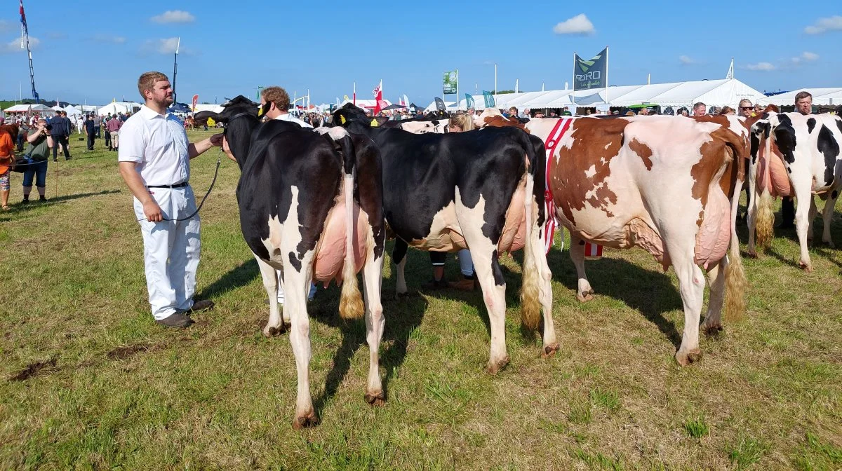 Skuets bedste besætningsgruppe hos Holstein gik til gruppen fra Stakkehavegaard, Vojens. Foto: John Ankersen