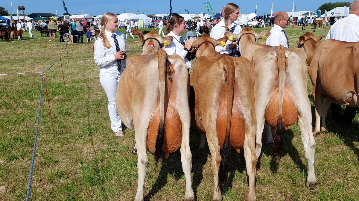 Skuets bedste besætningsgruppe hos Jersey gik til gruppen fra Sønderfenner v/ familien Svejstrup-Juul Rasmussen, Ø. Vedsted, Ribe, Foto: John Ankersen
