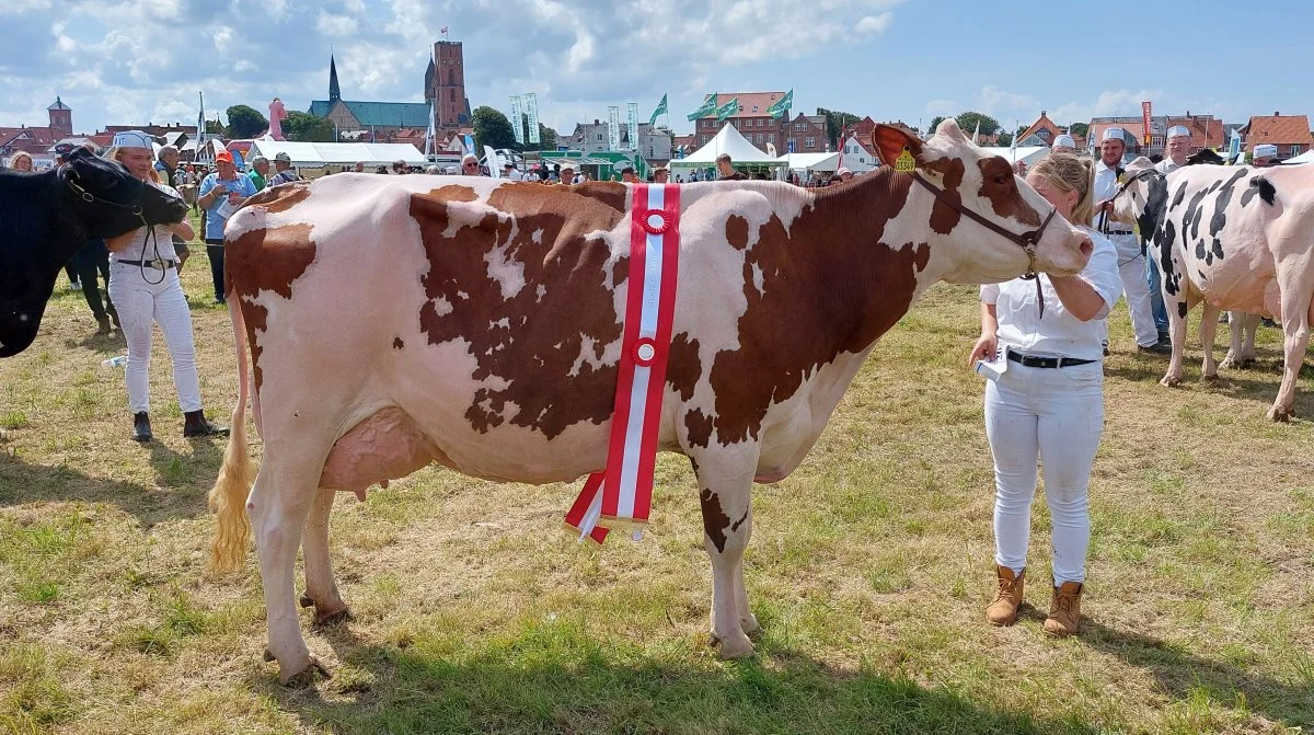 Bedste ko – Holstein gik til kat. Nr. 204, ko nr. 16522-003349 fra Stakkehavegaard, Vojens. Foto: John Ankersen