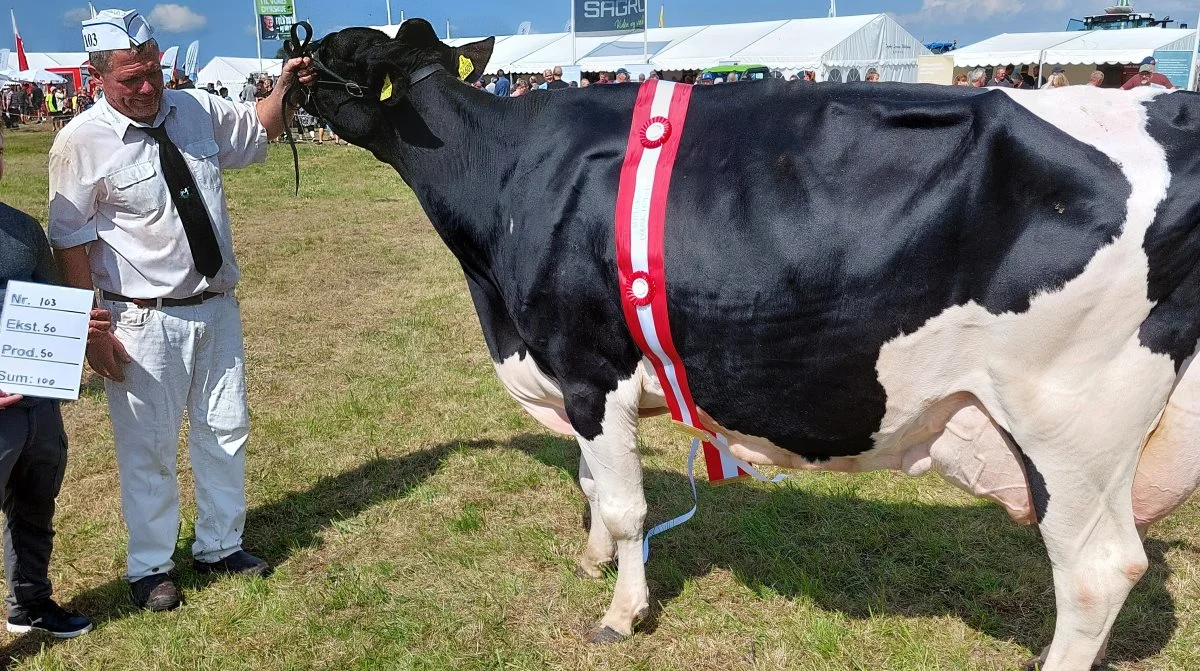 Superko – Holstein gik til kat. Nr. 103, ko nr. 52039-04609 fra Villemajgård, Lintrup. Foto: John Ankersen
