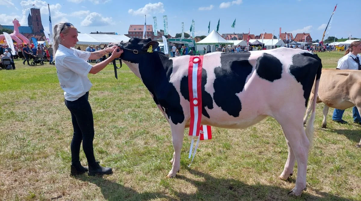 Bedste kvie på tværs af racer gik til Holstein, kat. Nr. 149 – kvie nr. 44334-09499 fra Stortoft Holstein, Henne. Foto: John Ankersen