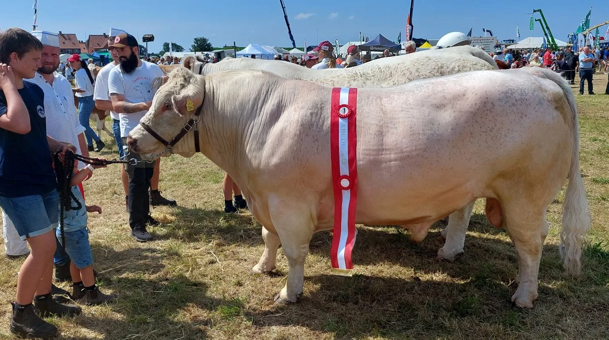 Bedste tyr kødkvæg Interbreed gik til Korthorn, kat. Nr. 336 – tyren Ny Boel Vilfred fra Frederik Uhre, Næsbjerg, Varde. Foto: John Ankersen