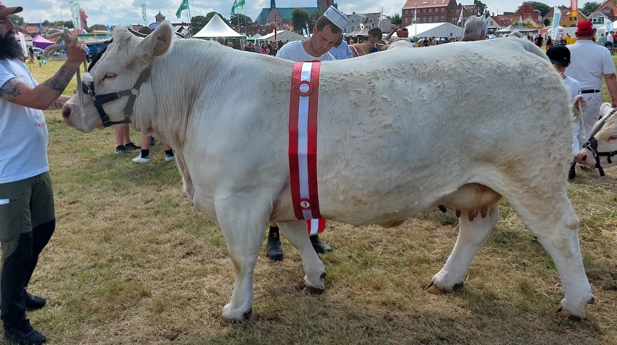 Bedste hundyr Interbreed gik til Charolais – Koen Orkide Neergaard fra Nærgaard Charolais, Fjerritslev. Foto: John Ankersen