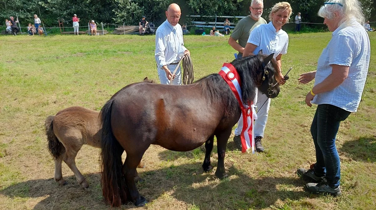Skuets bedste føl gik til kat. Nr. 26 – Shetlandspony – føllet af Flair V.D. Buttenweg fra Henriette Ebbesen, Aabenraa. Foto: John Ankersen

