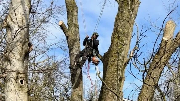En arborist er trænet i at klatre professionelt og sikkert i træer for at udføre beskæring og træfældning. Og det er præcist hvad de gør hos MR Skovservice A/S.