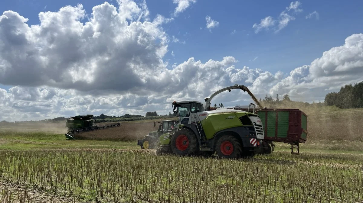 Der er to mejetærskere, en sneglevogn, en finsnitter og to frakørselsvogne i gang på marken lige nord for Brønderslev. Rapshalmen har kurs mod Vrejlev Møllegaards biogasanlæg. Fotos: Kasper Stougård 