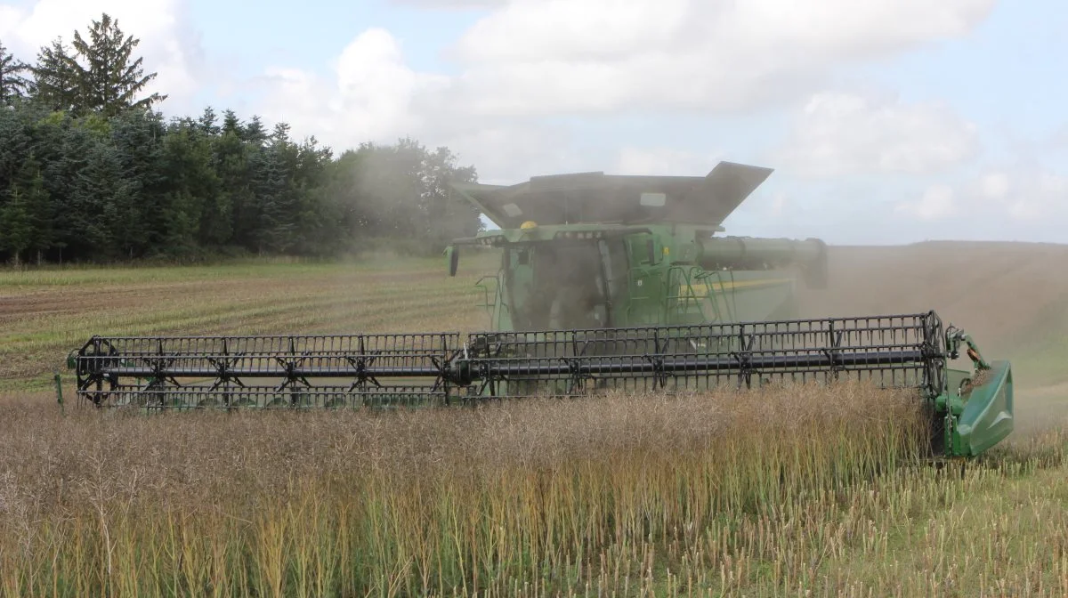 Udbyttet peger indtil videre i retning af cirka 3.200 kg på det af rapsen, der er høstet indtil nu på Vrejlev Møllegaard, Vrå. Foto: Kasper Stougård 