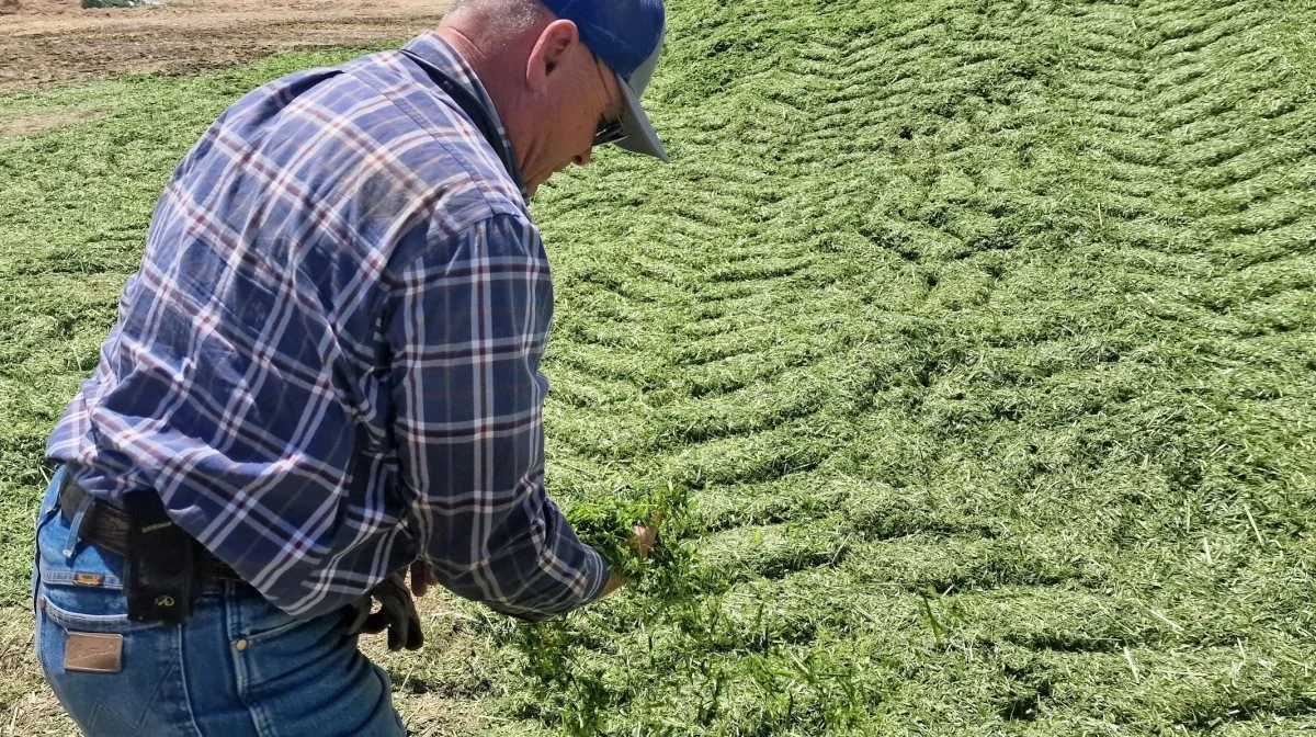 Det er førsteklasses helsædsensilage, da der har været vanding på i hele vækstsæsonen, og vejret er tørt og solrigt.