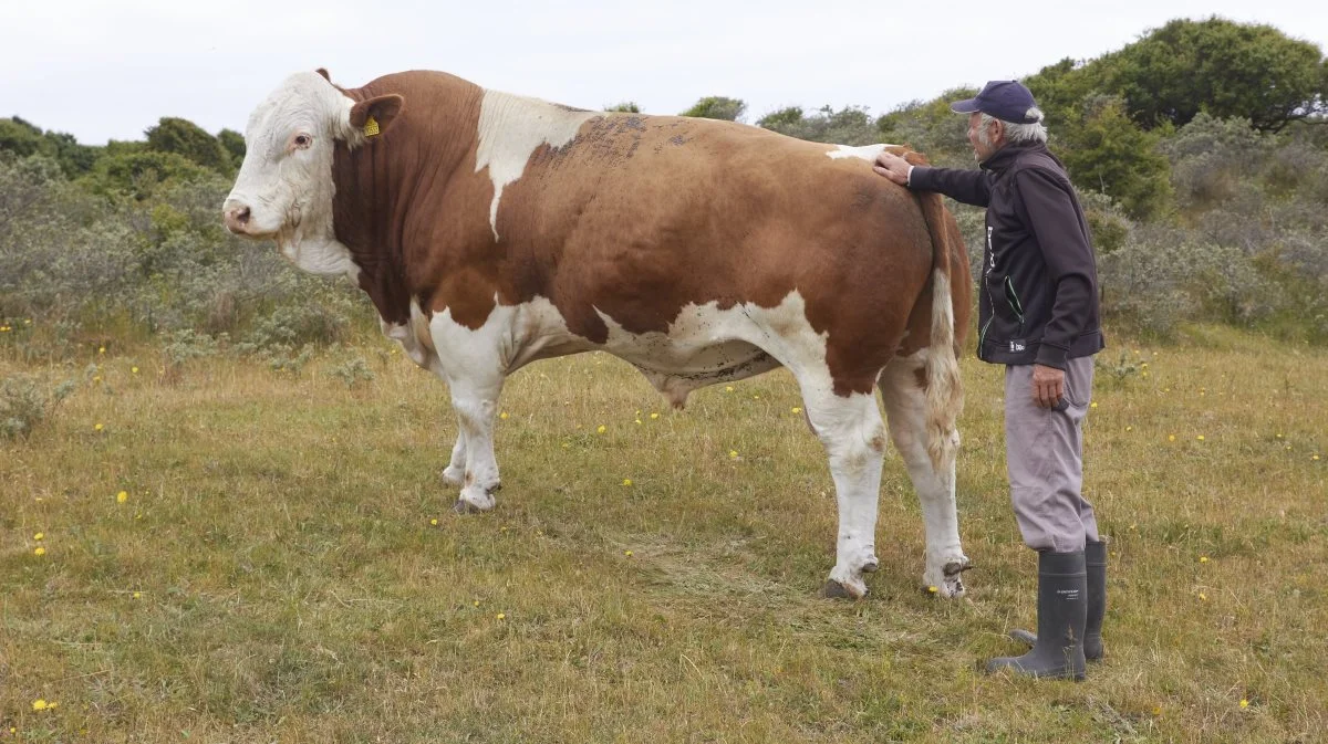 Svenning Christensens Simmentalere afgræsser stadig på arealerne ved Rubjerg Knude Fyr, men efter fundet af PFAS må han ikke længere sælge dyrene. Arkivfotos: Tenna Bang