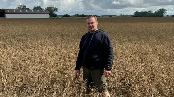 Henrik Lund, Lolland, har høstet den første halvdel af sine 36 hektar med ærter til modenhed, og den anden uhøstede halvdel står fint op endnu. Foto: Privat 