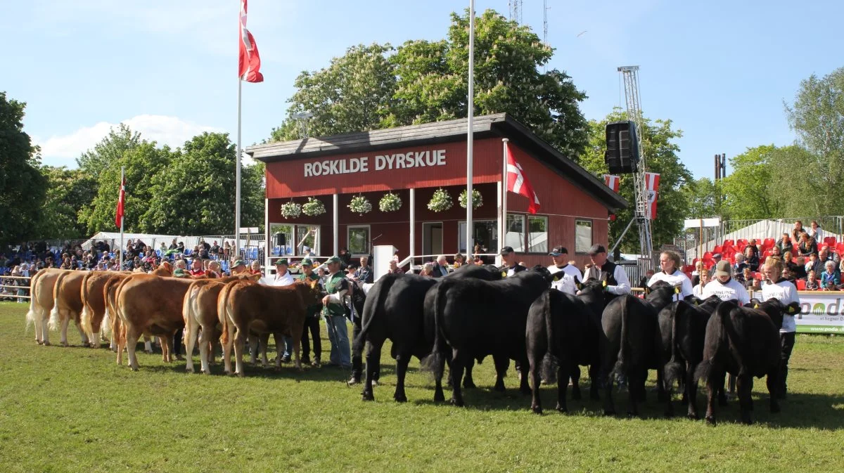 Midt i oktober vil der igen være kødkvæg på Dyrskuepladsen i Roskilde. Her et Roskilde Dyrskue-billede med en flok limousiner (til venstre) og aberdeen angus. Foto: Jesper Hallgren 