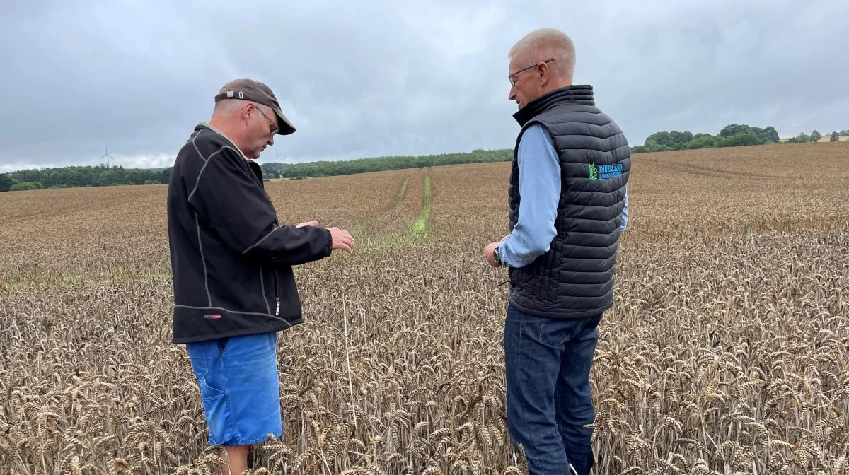 Peter A. Poulsen (th.), formand for Udvalget for Planter og Natur i Djursland Landboforening, var torsdag på en Tour-de-Høst. Første besøg var hos Niels Aage Arve i Krannestrup. Fotos: Djursland Landboforening