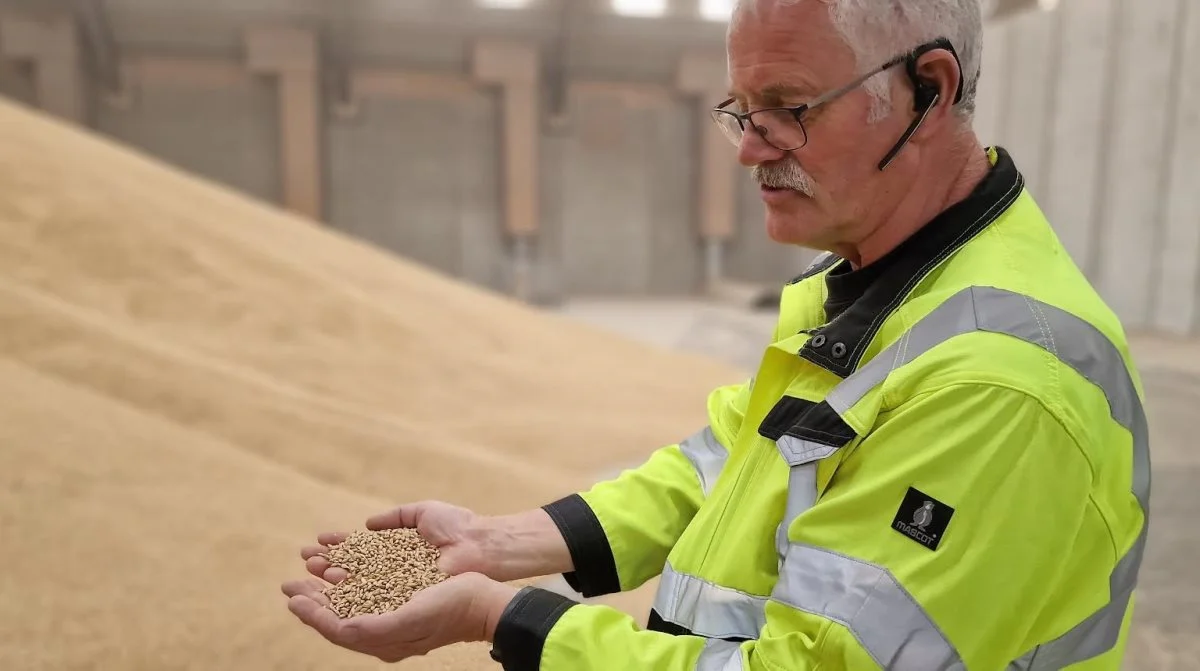 Udbyttet i vårbyg i Thy ligger så lavt som 3,5 til 5,5 t/ha, hvor normaludbyttet er 6,5 til 8,0 t/ha. Alt er indtil nu godkendt til maltbyg med protein på 9,5 – 10,5, fortæller Henning Bjerregaard, der står i vejerboden ved DLG i Hillerslev, Thy. Fotos: Jørgen P. Jensen