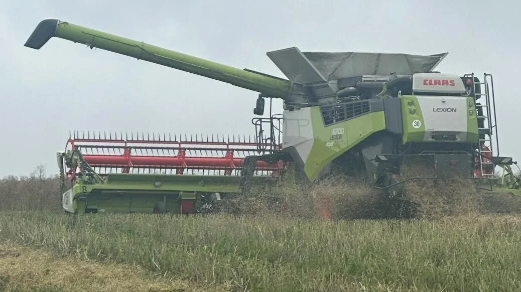 Mandag eftermiddag er der gang i høsten af vinterraps af I/S Stougaards mejetærskere på Vestfyn.