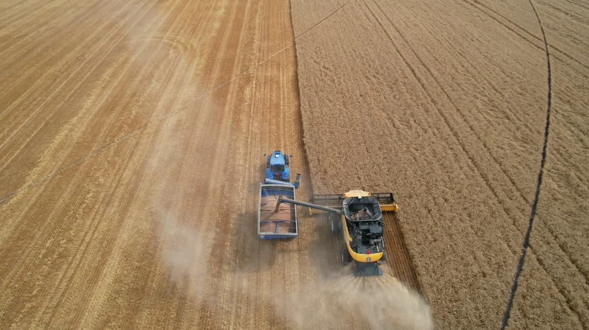 Høst af vårhvede med et udbytte på knap 6,0 t/ha. Dronefoto: Privat