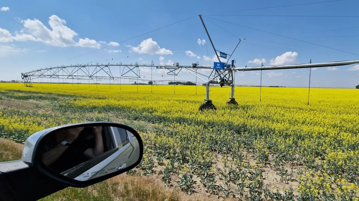 Vårrapsen - på canadisk kaldet canola - blomstre her i starten af juli, hvor Effektivt Landbrug er på besøg.