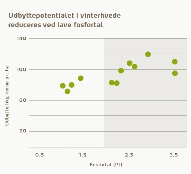 Figur 2. Sammenhæng mellem udbytte i forsøg med vinterhvede (uden tilførsel af fosfor) og fosfortal. 12 forsøg (Oversigt over Landsforsøg 2007-2009)