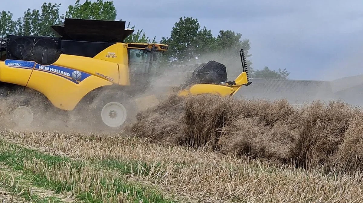 Der skal bakkes og kæmpes noget af de to New Holland-mejetærskere på Skovlund for at få den flade raps op.