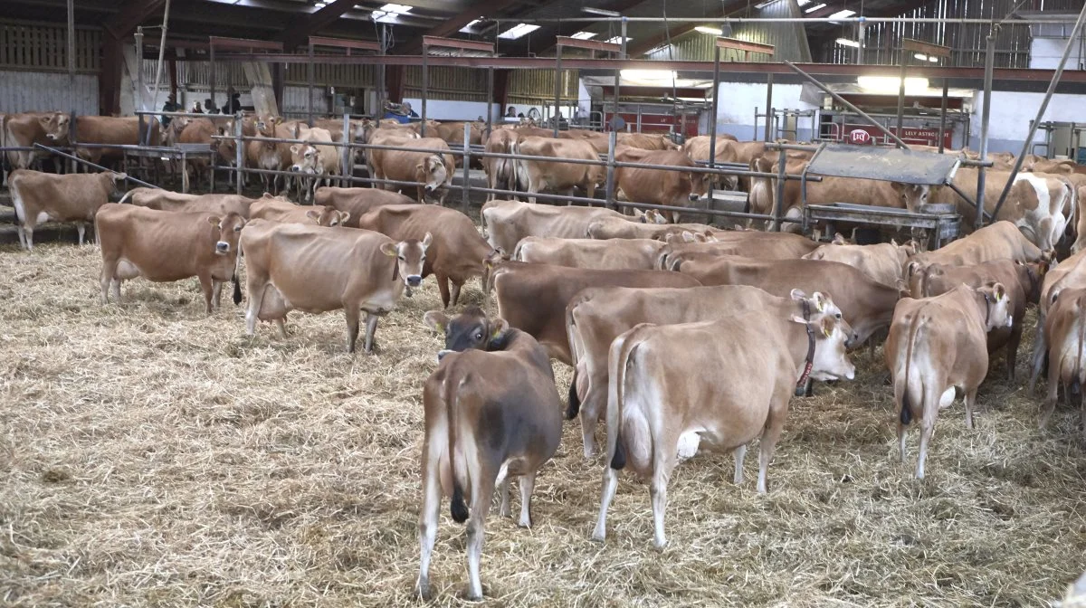 Der er trængsel ved malkerobotterne i baggrunden, hvor kraftfoderet i automaterne nu har lakridssmag. Allerede i juli rundede de 160 højtydende jerseykøer i dybstrøelsesstalden 12.500 kg EKM, hvilket er målet for hele ydelsesåret, som slutter 30. september.  