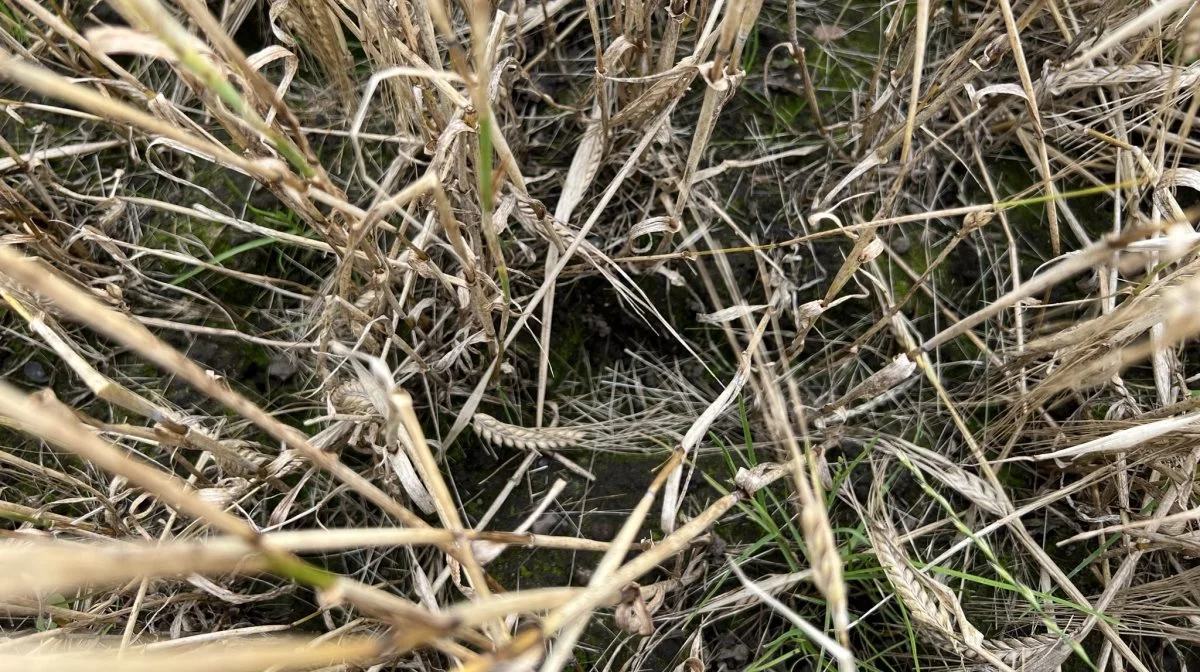 Stormen Hans, der for en uge siden ramte landet, tog en del af udbyttet i både vårbyg, vinterhvede og havre. På Nørregaard blev rapsen prioriteret, inden stormen ramte. Foto: Kasper Stougård