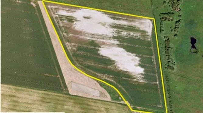 Marken i 2010 før dræningsprojektet.