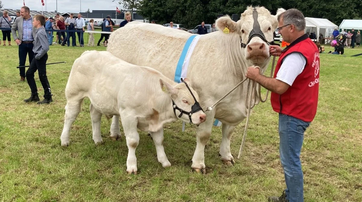 Charolais-koen Orkide Neergaard blev årets Miss Aulum og bedste hundyr blandt kødkvæget. Fotos: Aulum Dyrskue