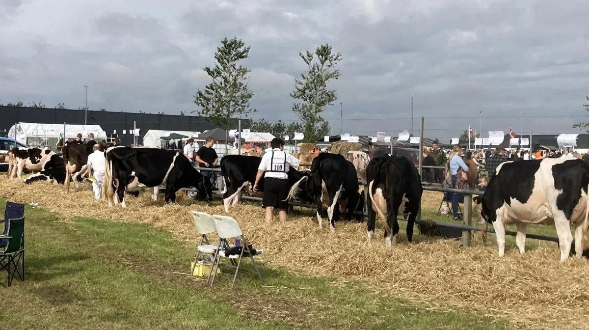 Blandt de 36 tilmeldte malkekøer tog Dueholm ved Skive det meste af rampelyset