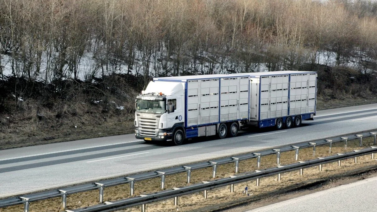 I svinebranchen er man enige om, at sikkerhedsvask af svinetransportbiler er et nødvendigt og fælles anliggende. Men finansieringen er man ikke enige om en model for. Arkivfoto