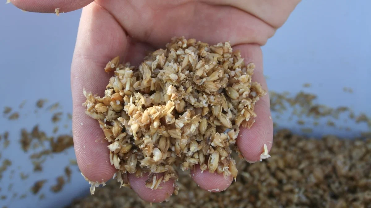 Masken – den brugte bygmalt fra ølproduktionen – skal gennem GUDP-projektet raffineres til en brugbar og sund proteinkilde til plantebaserede fødevarer. Foto: Wikimedia Commons