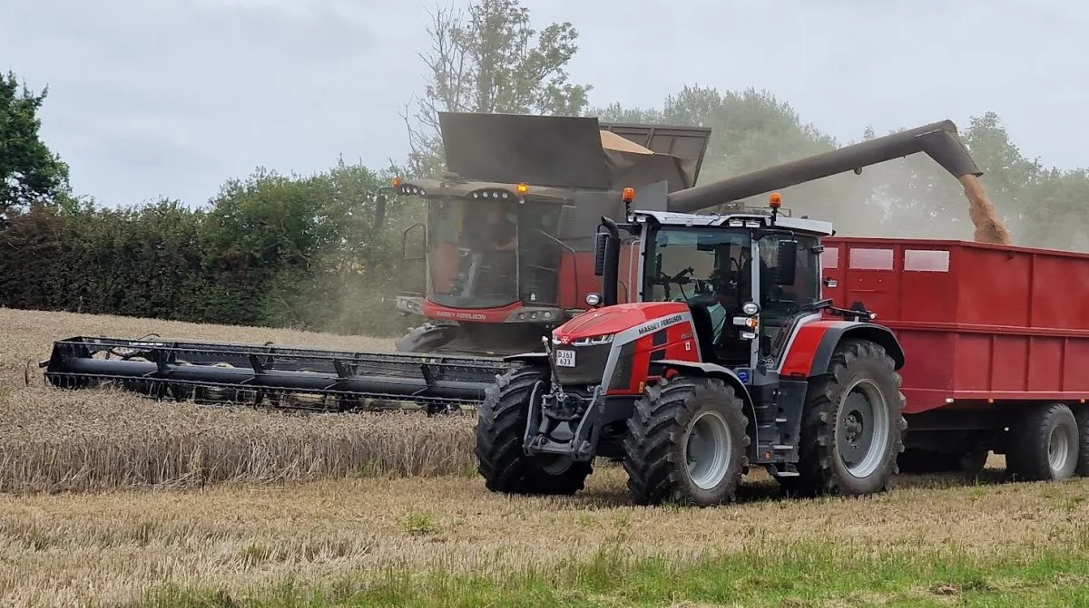 Udbyttet i hveden ligger foreløbig omkring budgetniveauet på 8,5 – 8,7 t/ha med mellem 17 og 19 i vandprocent. 