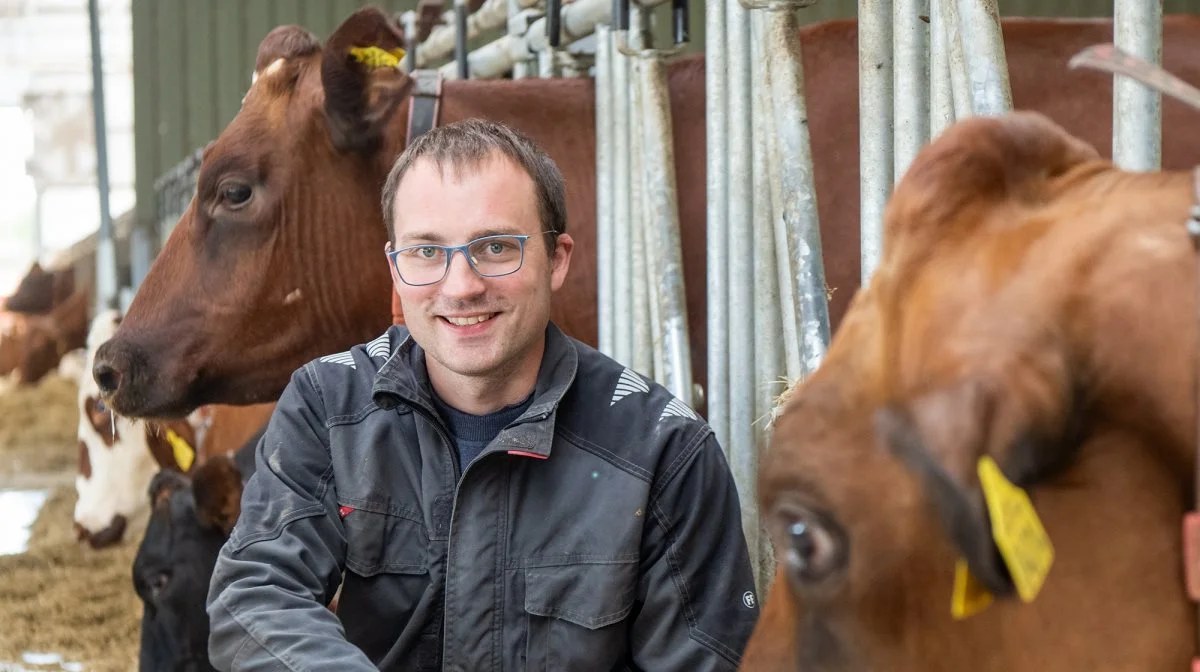 Et kraftfoderprodukt fra DLG har givet nykælverne et boost hos Johan Bebe, Fyn. Foto: DLG