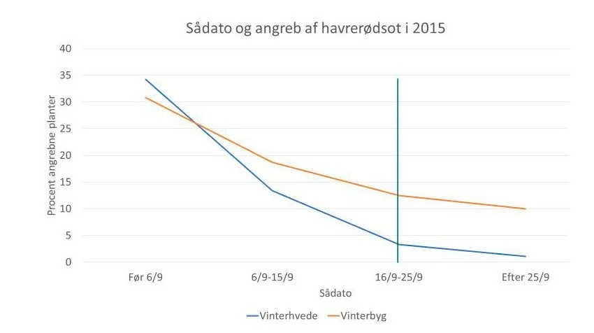 Angreb af havrerødsot i ubehandlede hvedemarker og ubehandlede vinterbygmarker i 2015. Kilde: Seges Innovation