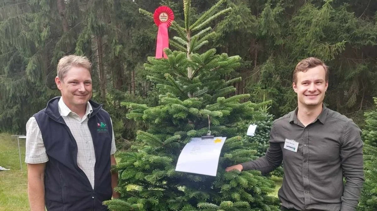 Nordmannsgranen fra Anders Laursen fra Dørup ved Skanderborg vandt titlen som årets flotteste juletræ.
