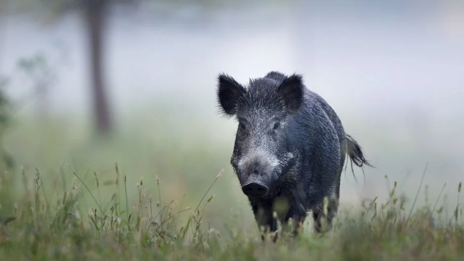 Dette vildsvin har ikke noget at gøre med vildsvinene på videoen. Foto: Colorbox