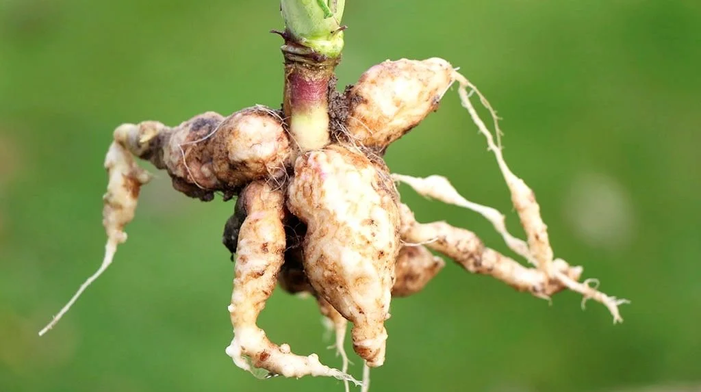 Kålbrok på spildraps og veludviklet plante. Arkivfoto: Ghita C. Nielsen