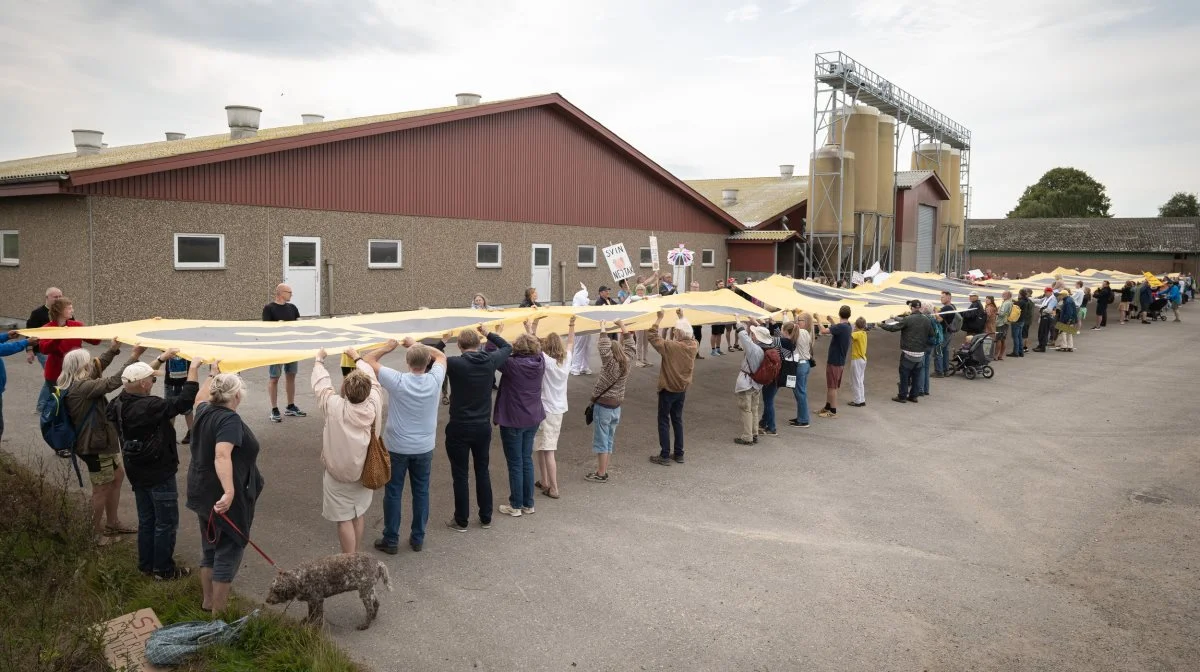 Tybjerggaard Breedings ejendom ved Rislev ved Næstved var søndag udsat for demonstration imod opførsel af en ny stald. De 175 fremmødte bar et 66 meter langt banner hen foran den eksisterende stald, hvor der produceres omkring 120.000 smågrise årligt. Foto: Greenpeace