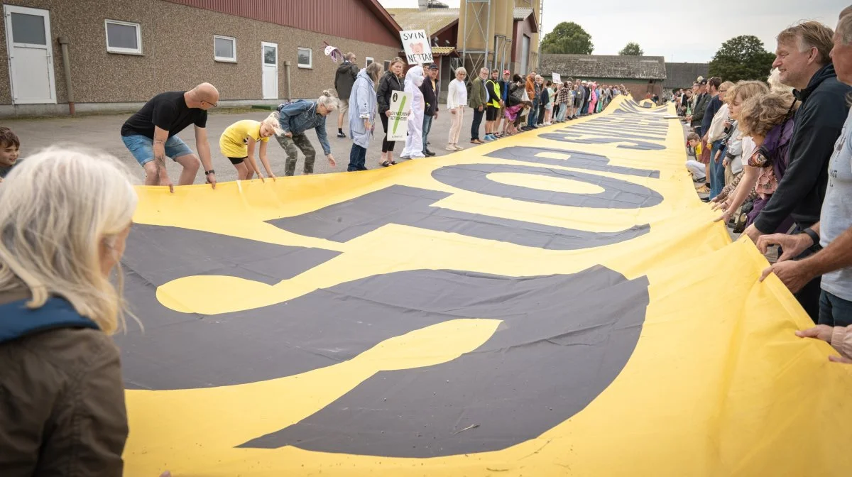 175 demonstranter bar søndag et 66 meter langt banner med teksten »Stop Svinefabrikkerne«. Foto: Greenpeace