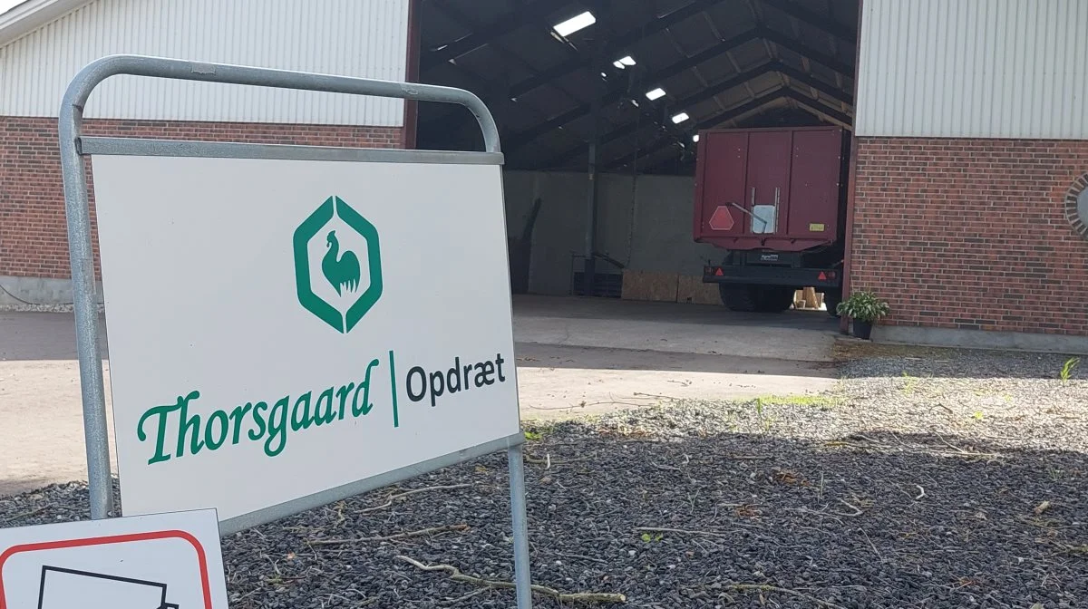 Skiftet fra malkekøer til opdræt af fjerkræ har givet mindre fysisk arbejde for Egon Thorsgaard.