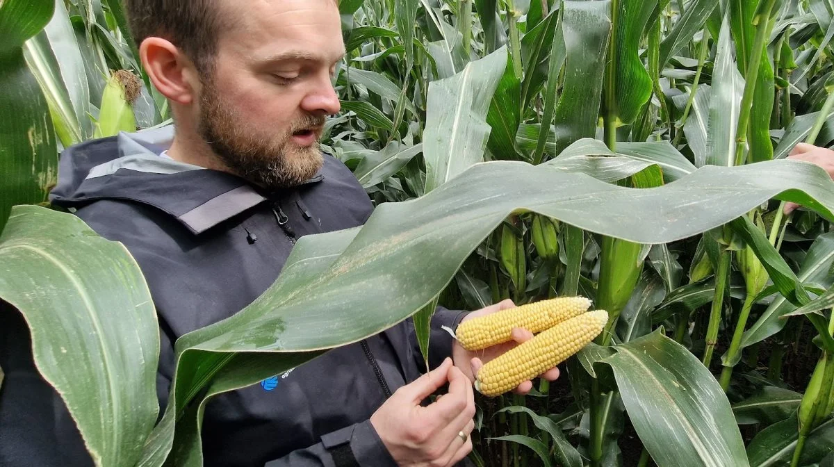 - Er det majs til biogas, så betyder fordøjeligheden ikke på samme måde noget som her i fodermajs, understreger Emil Dollerup fra Corteva.