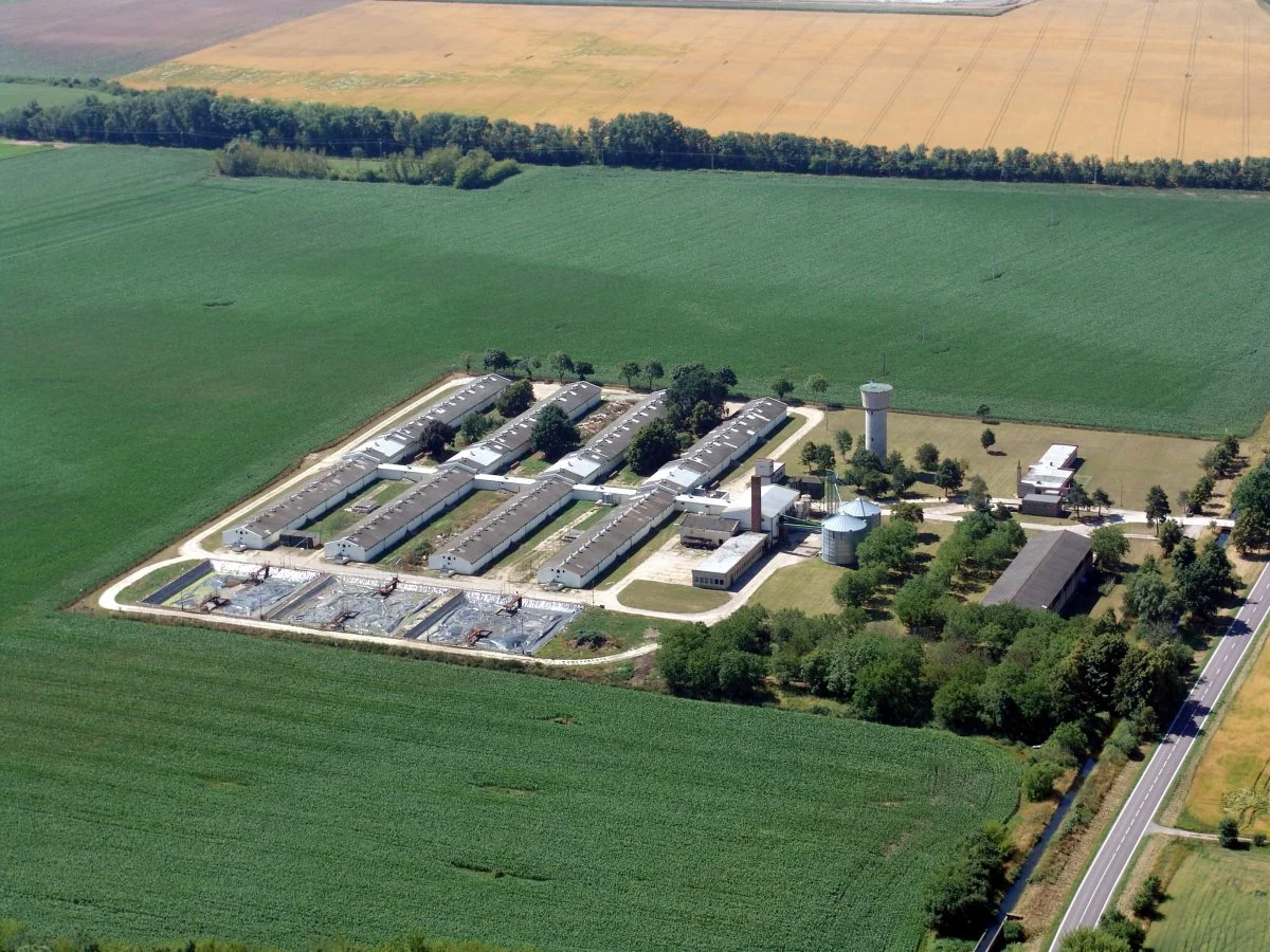 FirstFarms driver landbrugsselskaber i fire østeuropæiske lande. Rumænien, Slovakiet, Tjekkiet og Ungarn. Arkivfoto