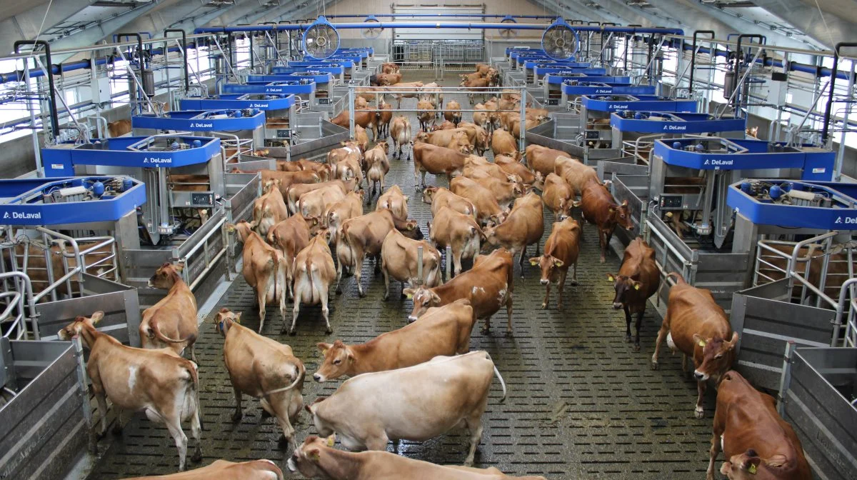 Verdens største batch milking set up med 24 DeLaval VMS V310 blev taget i brug i maj hos Lønholm Agro i Sønderjylland. Fotos: DeLaval