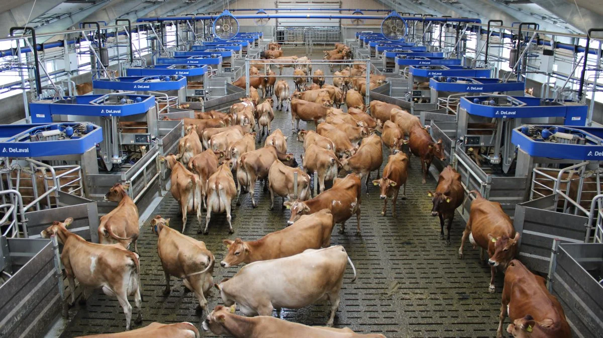 Verdens største batch milking set up med 24 DeLaval VMS V310 blev taget i brug i maj hos Lønholm Agro i Sønderjylland. Fotos: DeLaval