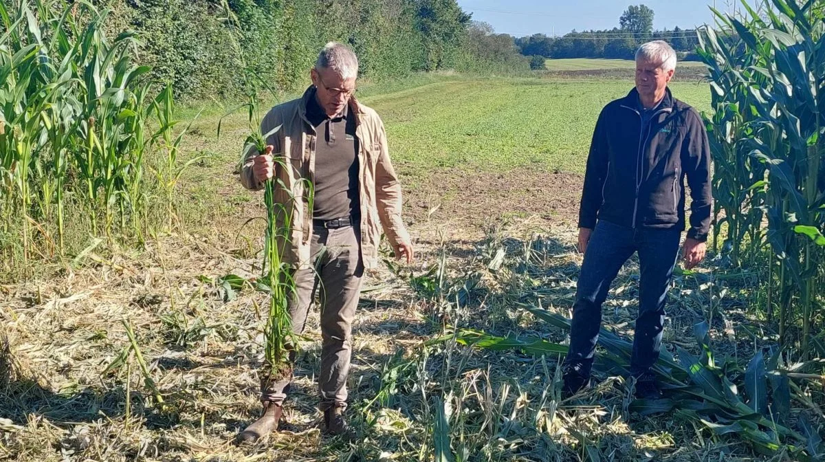Planteforædler, Jens Bagge fra Sejet Planteforædling (tv) og Martin Mikkelsen, landskonsulent Seges gennemgik de forskellige majssorter og sluttede af med en advarsel i forhold til ukrudtet hanespore. Der hvor angrebsgraden er stor, kan der stort set ikke længere dyrkes majs.